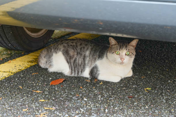 istock Cat Crouching Under a Car, on Alert 1682618190