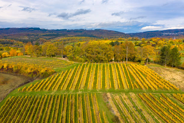 istock Golden October in the Rheingau/Germany 1682619989
