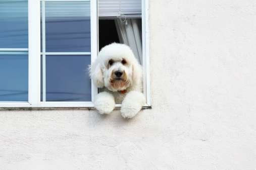 a fluffy white dog ids looking downwards from a window on paws