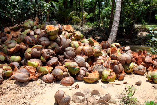Husks of coconuts-Koh Samui-Thailand