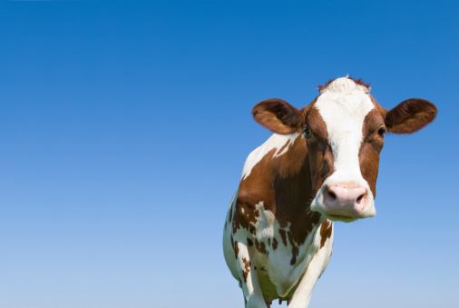 Blank wooden signs with copy space and a white and black dairy cow with cowbell on a green pasture, green grass, daisy flowers, clear blue sky with clouds and sunbeams.