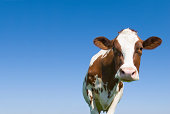 Cow against Blue Sky Looking at camera