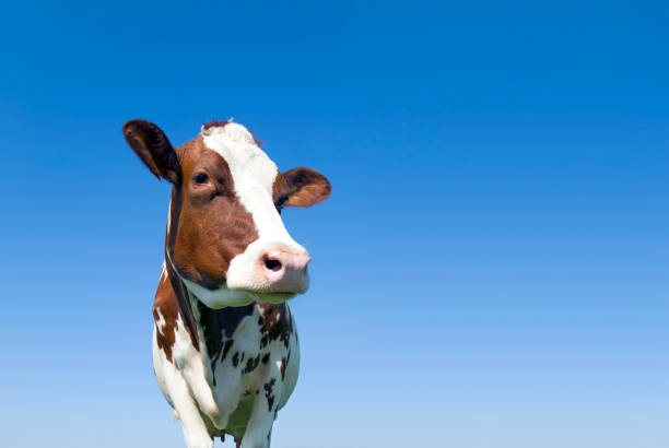 vaca contra céu azul, olhando para longe da câmara - clear sky sky sunny day isolated imagens e fotografias de stock