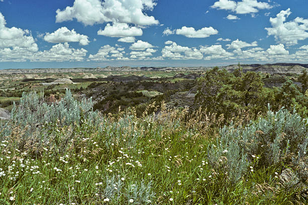 Badland Meadow and Wildflowers Theodore Roosevelt National Park lies where the Great Plains meet the rugged Badlands near Medora, North Dakota, USA. The park's 3 units, linked by the Little Missouri River is a habitat for bison, elk and prairie dogs. The park's namesake, President Teddy Roosevelt once lived in the Maltese Cross Cabin which is now part of the park. This picture of a prairie grassland was taken from the Scenic Loop Drive. jeff goulden theodore roosevelt national park stock pictures, royalty-free photos & images