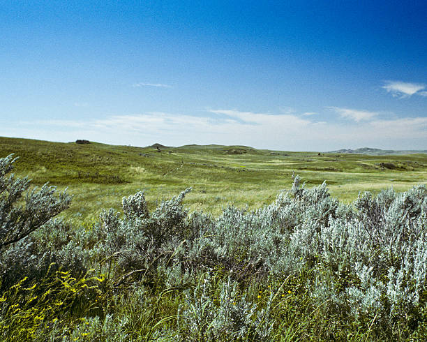 Grassland and Sagebrush Theodore Roosevelt National Park lies where the Great Plains meet the rugged Badlands near Medora, North Dakota, USA. The park's 3 units, linked by the Little Missouri River is a habitat for bison, elk and prairie dogs. The park's namesake, President Teddy Roosevelt once lived in the Maltese Cross Cabin which is now part of the park. This picture of a prairie grassland was taken from the Caprock Coulee Trail. jeff goulden badlands stock pictures, royalty-free photos & images