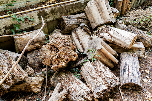Pile of wood that has been cut and left to decay.