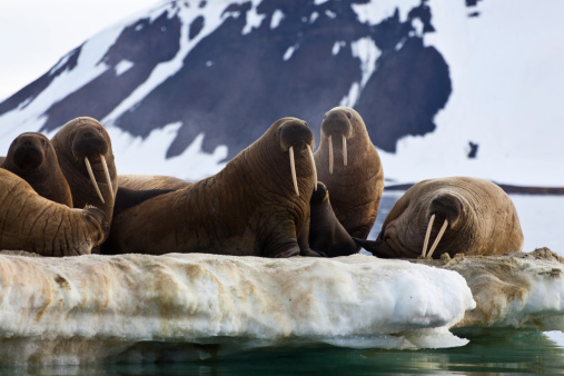 Walrus (Odebenus rosmarus) resting on an ice flow in Franz Josef Land.  The walrus is the biggest seal in the arctic.