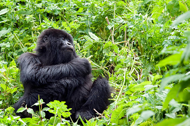 Portrait shot of a young male Mountain Gorilla (gorilla beringei beringei). The gorilla belongs to the habituated \