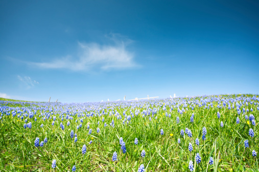 Spring (summer) meadow with beautiful purple flowers and blue sky. Focus on foreground flowers