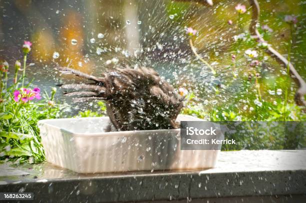 Spritzendes Wasser Blackbirdmotion Erfassung Für Den Spaß Im Sommer Stockfoto und mehr Bilder von Balkon