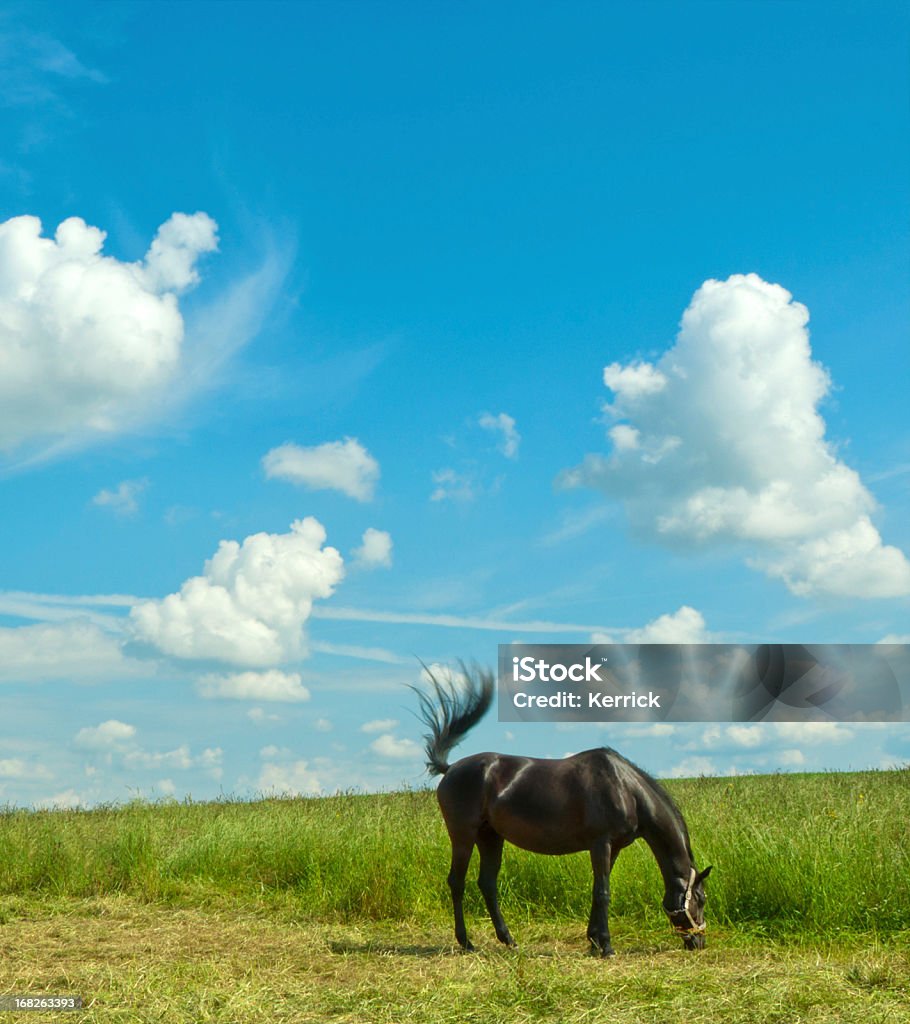 Schwarzes Pferd und blauer Himmel mit Textfreiraum - Lizenzfrei Blau Stock-Foto