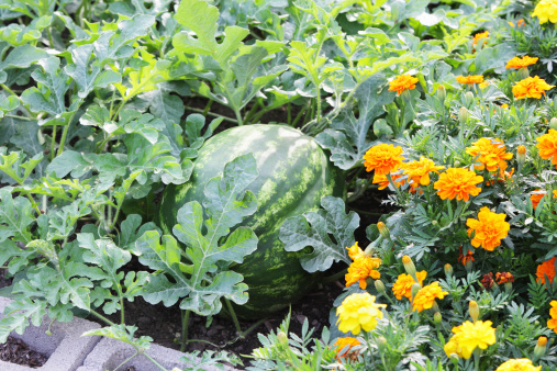 A large, almost ripe watermelon (Citrullus lanatus) in a residential vegetable and flower garden is almost ready to be picked and sliced. Yummy!