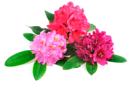 isolated group of Rhododendron on white background. Red, purple and pink color.