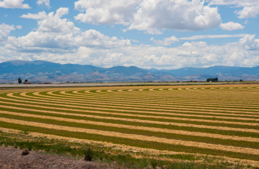 A hay field in the agricultural region known as the San Luis Valley of central Colorado, has been freshly cut, creating graceful patterns on the ground, with potato fields in the background and the Rocky Mountains as a backdrop.