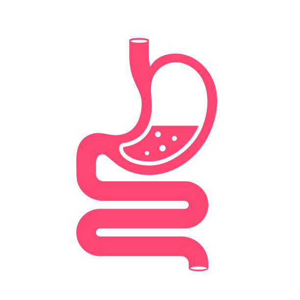 illustrations, cliparts, dessins animés et icônes de dessin animé vectoriel du système digestif humain, estomac et gros intestin - enzyme science white background isolated on white