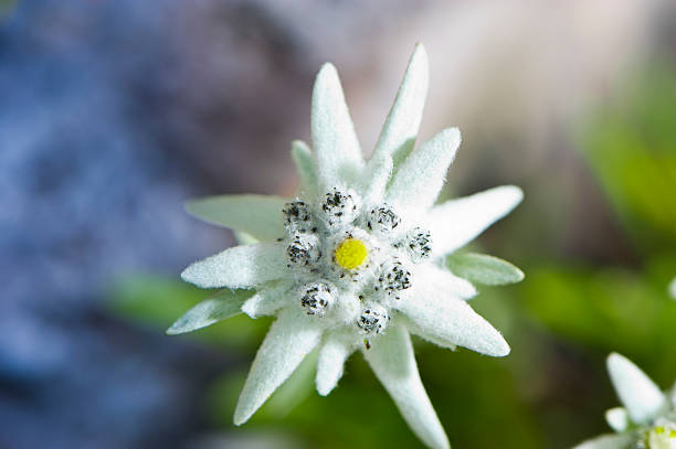 edelweiss - focus on foreground full frame macro horizontal stock-fotos und bilder