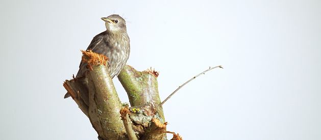 Portrait of gorgeous grey bird common starling Sturnus vulgaris sitting on branch stump, looking aside on white background. Spring, bird homecoming, birdwatching, ornithology. Isolated, copy space.