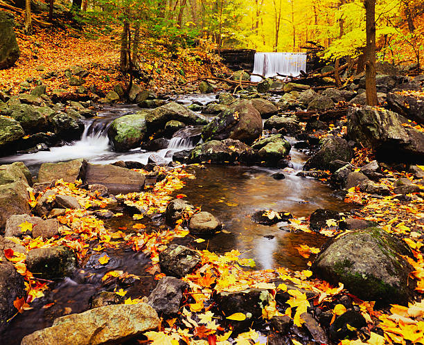Autumn waterfall in New York (P) Autumn Beech trees and Sugar Maples in gold and brilliant yellow line the Lake Tiorati Brook in Harriman State Park. This is in the Hudson River Valley of New York. hudson valley stock pictures, royalty-free photos & images