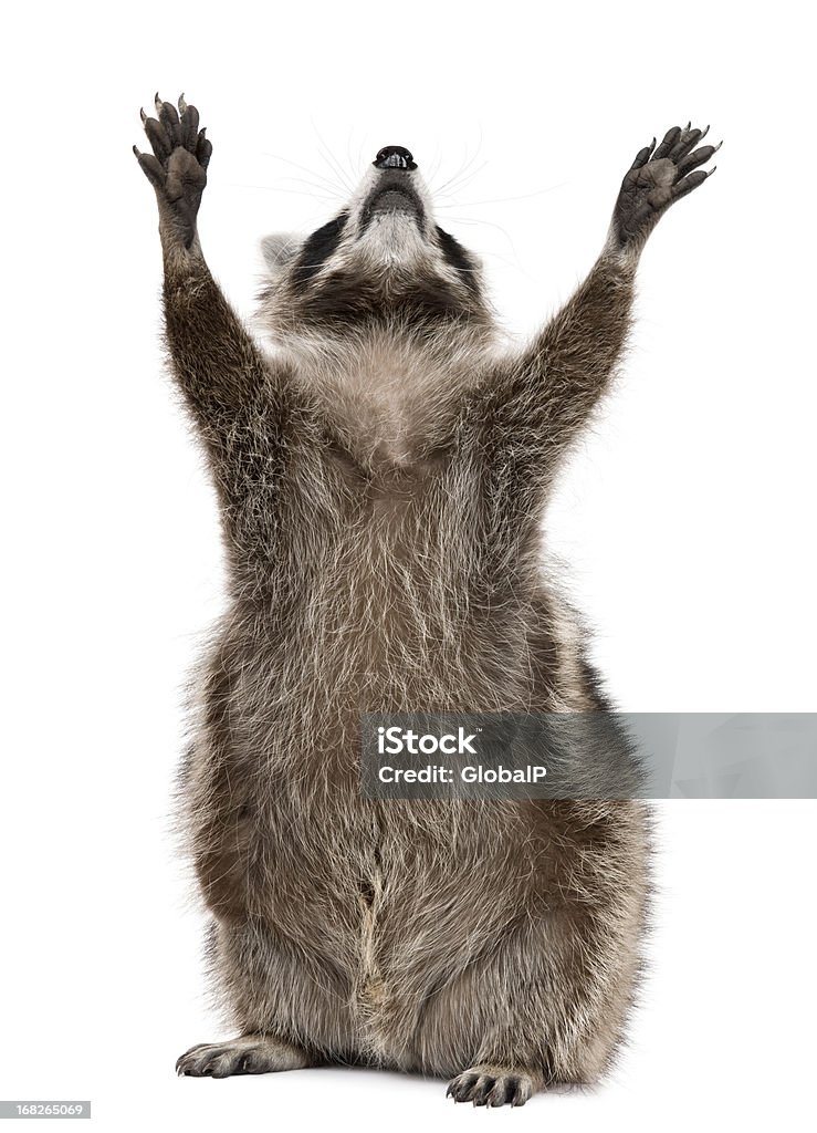 Front view of Raccoon, 2 years old, reaching up. Raccoon, 2 years old, reaching up in front of white background. Raccoon Stock Photo