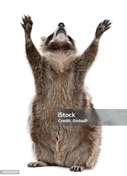 Front View Of Raccoon 2 Years Old Reaching Up Stock Photo - Download Image Now - Raccoon, White Background, Standing
