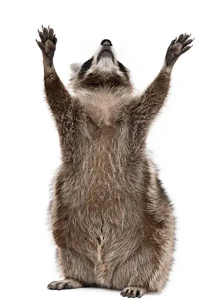 Raccoon, 2 years old, reaching up in front of white background.
