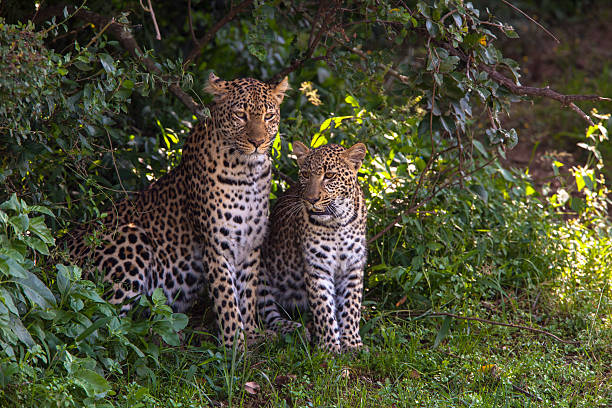 two leopards in the masai mara kenya - leopard 2 個照片及圖片檔