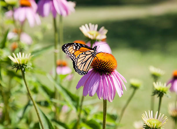 istock Coneflower and Monarch Butterfly 168265275