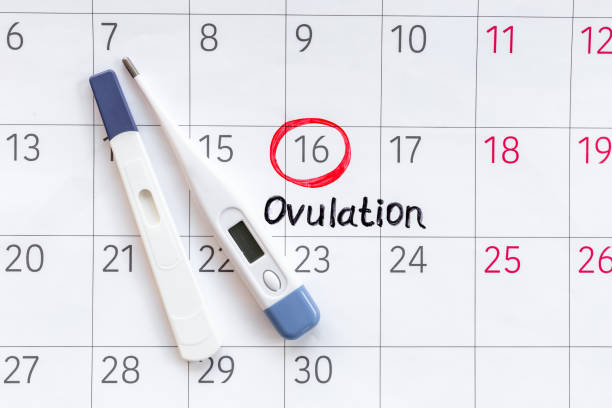 istock Ovulation day marked on calendar for pregnancy planning 1682659402
