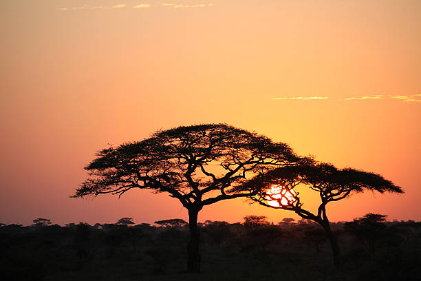 istock African Sunrise in Serengeti 168266095
