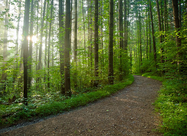 weg durch den enchanted forest - diminishing perspective spring photography tree stock-fotos und bilder