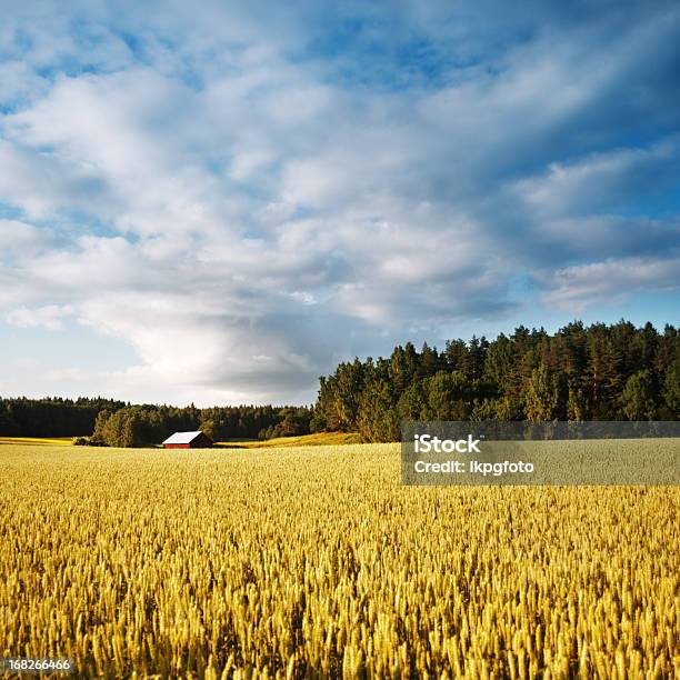 Foto de Campo De Verão e mais fotos de stock de Ajardinado - Ajardinado, Beleza natural - Natureza, Bosque - Floresta