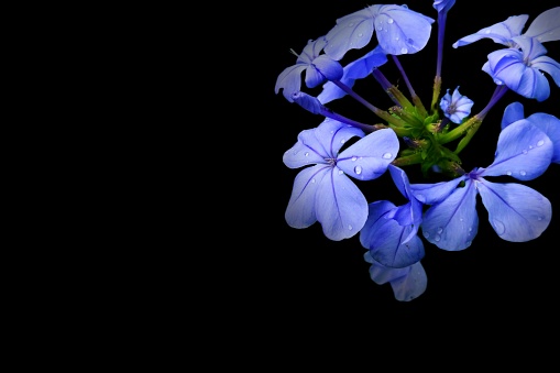 A DSLR close-up photo of beautiful Lilac blossom. Shallow depth of field.