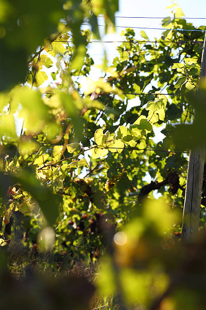 vignoble dans autuum avec la lumière du soleil - autuum photos et images de collection