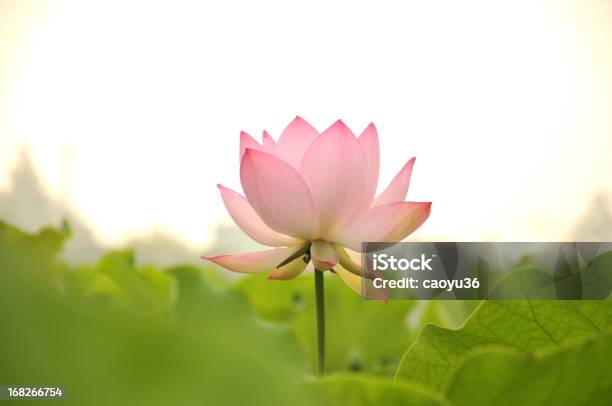 Photo libre de droit de Beauté De La Nature banque d'images et plus d'images libres de droit de Lotus - Nénuphar - Lotus - Nénuphar, Rose, Nénuphar