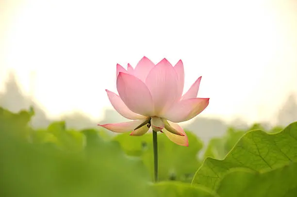lotus flower in the white background