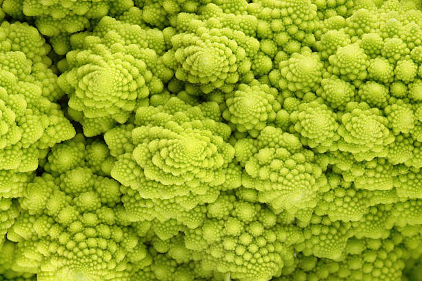 Roman cauliflower Romanesco broccolo (broccoli), or Roman cauliflower, is a famous example of a mathematical fractal structure in nature. Large depth of focus. fractal plant cabbage textured stock pictures, royalty-free photos & images