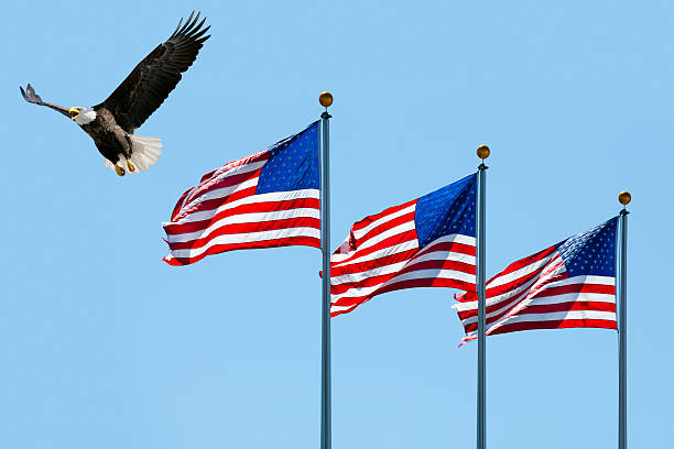 bald eagle in volo ultimi tre bandiere americane - us state flag national flag flag three objects foto e immagini stock