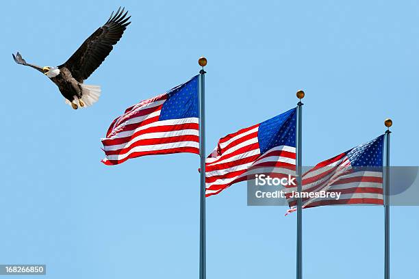 Лысый Орел В Полете Последних Трех Американские Флаги — стоковые фотографии и другие картинки Звёздно-полосатый флаг