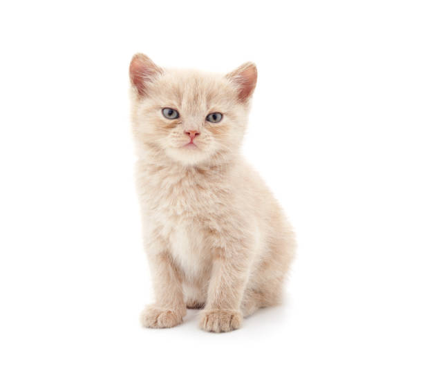 istock One little red kitten sitting. 1682668586
