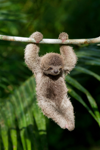 sloth hanging from a branch in front of a wall in a zoo