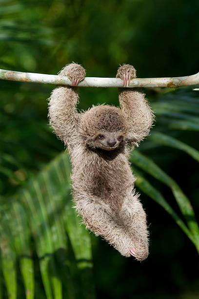 Baby Sloth stock photo