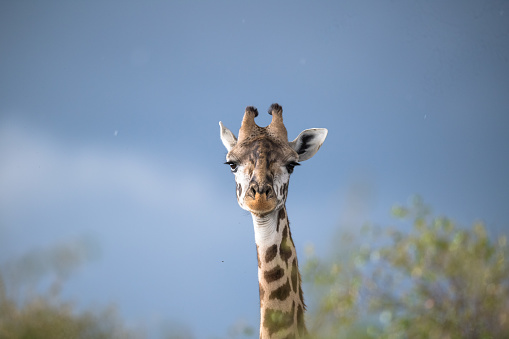 African Giraffe from the savannah of masaimara, nairobi