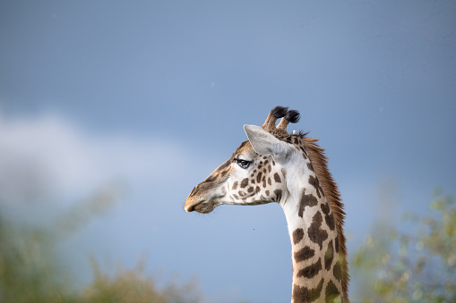 African Giraffe from the savannah of masaimara, nairobi