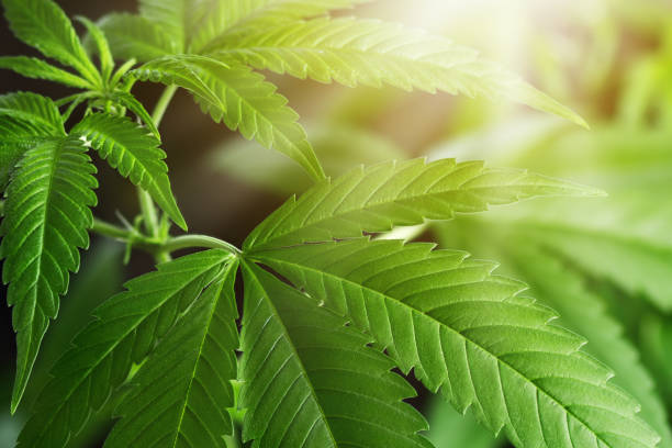 istock Hemp plant background. Marijuana, cannabis herb wallpaper. 1682671286