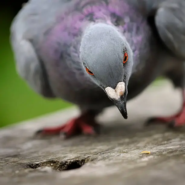 A feral pigion(Columba livia), feeding.