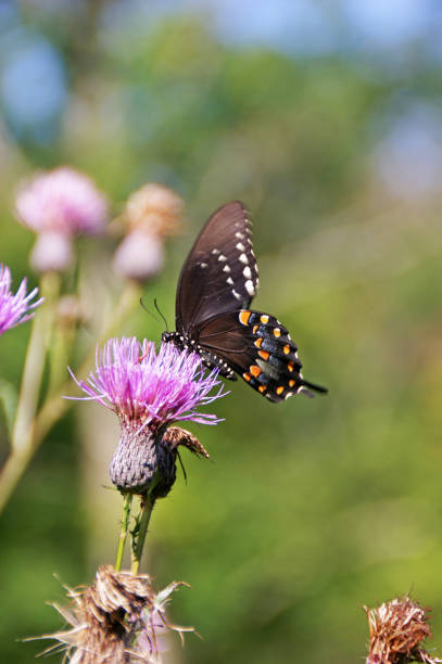 istock Eastern Tiger Swallowtail Butterfly 168267426