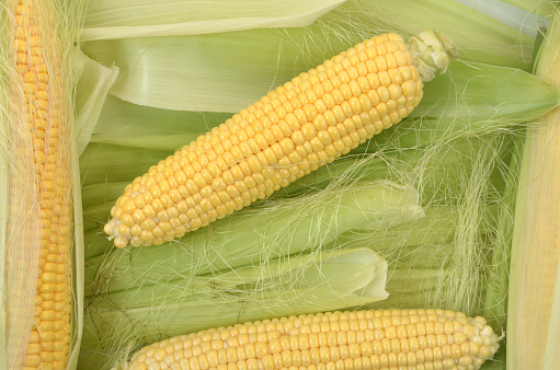 background of corn cobs with foliage