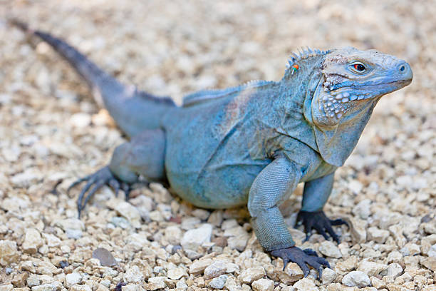 Rare Blue Iguana The rare Cayman Blue Iguana (Cyclura lewisi) is protected in the Queen Elizabeth II Botanic Park, where you can find the real natural habitat of this surprising creature. East End, Grand Cayman, Cayman Islands.  iguana photos stock pictures, royalty-free photos & images