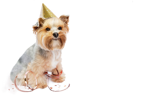 Small dog (Yorkshire terrier) with cute expression wearing a party hat celebrating birthday with confetti on white background. Happy holidays, birthday, anniversary concept. Copy space.