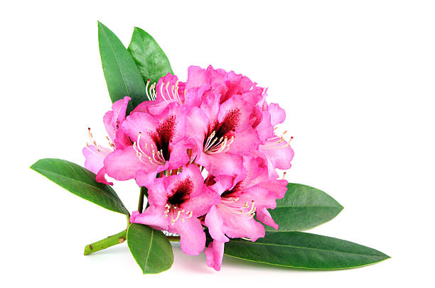 istock isolated pink purple Rhododendron on white background 168267833